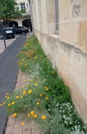 Végétalisation des trottoirs
