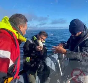 Photo de capture d'un puffin des Baléares