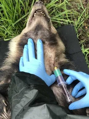 Photo d'une prise de sang effectuée sur un blaireau
