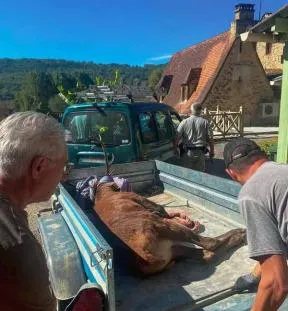 Photo d'un cerf anesthésié dans une remorque pour être transporté et relâché dans le milieu naturel