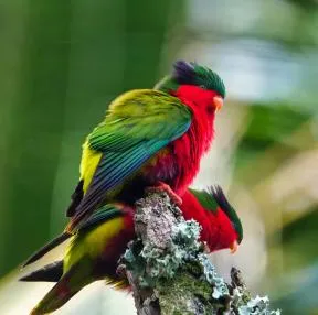 Photo de deux Lori de Kuhl (Vini kuhlii).