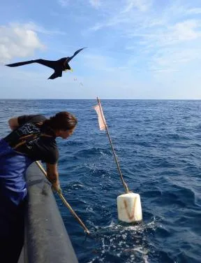 Photo d'un test du cerf-volant effaroucheur, un dispositif utilisé pour éloigner les oiseaux des bateaux.
