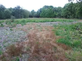 •	Photo d'un chantier d'une opération de renaturation d'une lande mésophile effectuée par la commune de Crossac, sept mois après son commencement