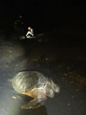 Photo de l'opération anti-braconnage de tortue verte à Mayotte