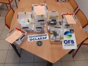 Photo des résultats de la saisies de reptiles et d'arachnides