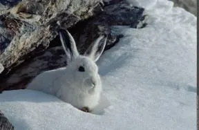 Photo d'un lievre blanc sur fond de neige