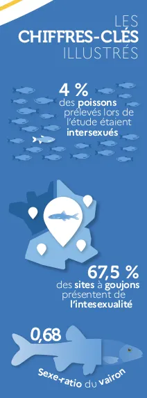 Image format portrait, sur un fond bleu, avec un titre blanc intitulé « Les chiffres-clés illustrés ». Est représenté un petit banc de poissons dessinés, avec une phrase en blanc : « 4 % des poissons prélevés lors de l'étude étaient intersexués ». En dessous, nous retrouvons une carte de la France divisée en deux, avec une phrase explicative : « 67,5 % des sites à goujons présentent de l'intersexualité ». Enfin, nous retrouvons un poisson dessiné, avec un chiffre-clé : « 0,68 : sexe-ratio du vairon ».