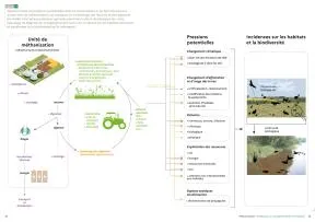 Figure 4 - Schéma listant les pressions potentielles liées à l’implantation et au fonctionnement d’une unité de méthanisation, au transport et au stockage des intrants et des digestats (en violet) ainsi qu’aux pratiques agricoles associées (culture de biomasse (en vert), épandage de digestat (en orange)) pouvant avoir une incidence sur les habitats terrestres et aquatiques et la biodiversité qu’ils hébergent. (OFB, 2025)