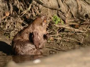 Photo d'illustration - Un castor prend le soleil au bord d'une riviière : dans les tons bruns, il est assis, le poil mouillé, le menton relevé et les pattes avant relevées, ses dents oranges sont bien visibles. Derrière lui des branchages et buissons marron forment l'arrière plan.