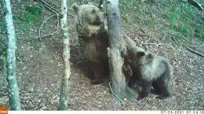 Photo de deux ours autour d'arbres en forêt, avec un sol complètement recouvert de feuilles marron en arrière-plan ; on peut trouver quelques touches de vert avec des petites touffes d'herbe du peu qu'il reste.