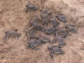Plusieurs juvéniles de tortues forment un groupe sur le sable