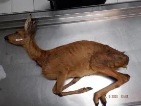 Photo d'un cadavre de chevreuil, une étiquette blanche sur la joue, posé sur une table inox d'autopsie, horodatée au 15/09/2020 à 13h51.