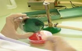 Photo de mains gantées manipulant des boites de Pétri contenant un liquide vert ou rouge, sur fond de paillasse de laboratoire