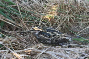 L'oiseau est au repos dans l'herbe sèche