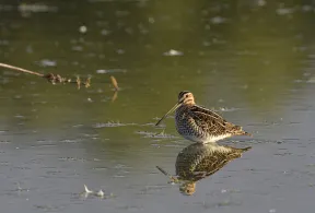 La bécassine a les pieds dans l'eau