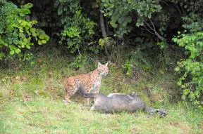 Photo d'un lynx au dessus du cadavre d'un chamois, dans l'herbe devant un sous bois.