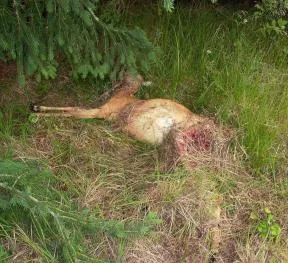 Photo du cadavre d'un chevreuil dans l'herbe sous un arbre