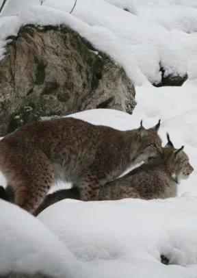 Photo d'un mâle lynx montant une femelle et la mordillant au cou, sur fond de neige très épaisse avec un rocher en arrière plan