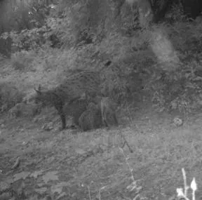 Photo en noir et blanc d'une femelle lynx debout devant des buissons, avec 2 chatons lynx la têtant