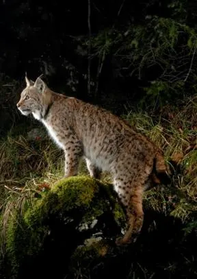 Photo d'un lynx de profil perché sur un rocher dans une pente herbue, sur fond de nuit noire