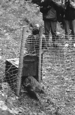 Photo en noir et blanc d'un lynx s'enfuyant d'une cage en bois ouverte par un homme, protégé par un grillage