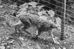 Photo en noir et blanc d'un lynx équipé d'un collier d'identification dans un enclos