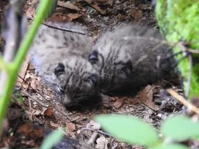 Photo de 2 chatons lynx très jeunes, deveteux, roulés en bole sur un sol de terre et feuilles mortes