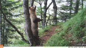l'ours se gratte le dos contre un tronc d'arbre