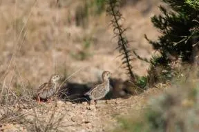 Photo de 2 poussins bruns / gris marchant sur un sol caillouteux calcaire avec une végétation éparse
