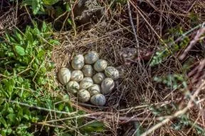 Photo d'un nid d'herbe seches au sol, entouré de végétation, comportant 14 oeufs blancs