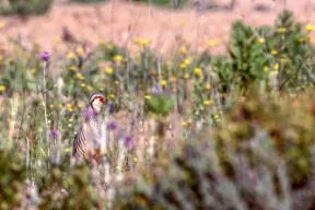 Photo d'une perdrix le bec ouvert, au milieu d'une zone fleurie
