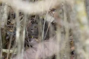 Rat surmulot dans les fourrés dans les Vosges en 2020 (Philippe Massit, OFB)