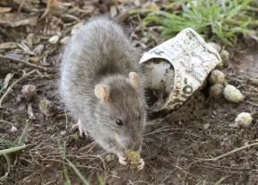 Rat surmulot avec des déchets en ville, Turquie, 2020 (Zeynel Cebeci, CC BY SA 4.0 via Wikimedia Commons)