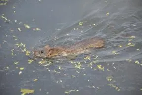 Rat surmulot nageant en ville dans le Bengale occidental (Biswarup Ganguly, CC BY 3.0 via Wikimedia Commons)