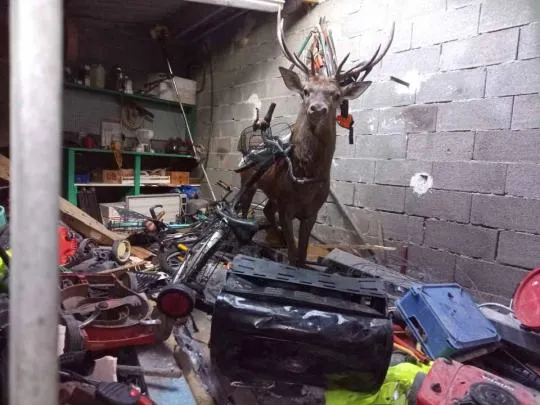 Photo d'un cerf piégé dans un garage d’une maison de la commune de Saint-Cybranet (Dordogne)