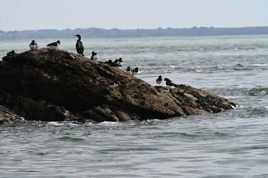 Photo de plusieurs Huitriers pie sur un rocher