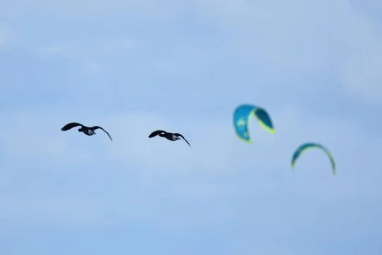 Oiseaux et voiles dans le ciel