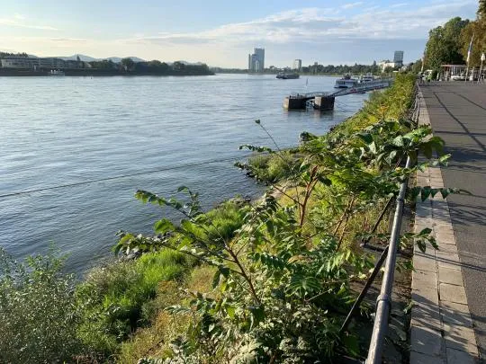 Plantes exotiques envahissantes le long du Rhin