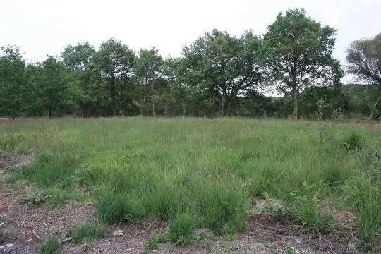 La lande, 7 mois après les travaux