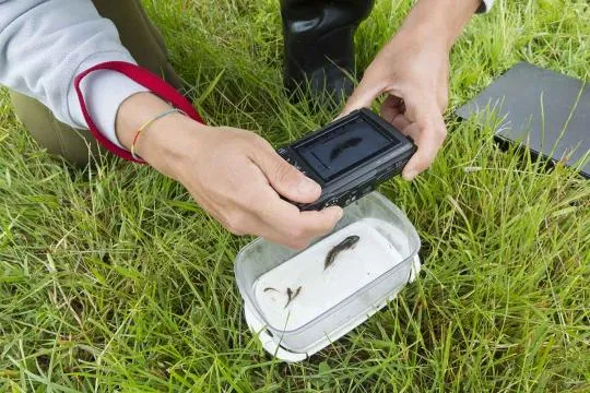 Une personne prend en photo un amphibien dans le cadre d'un inventaire