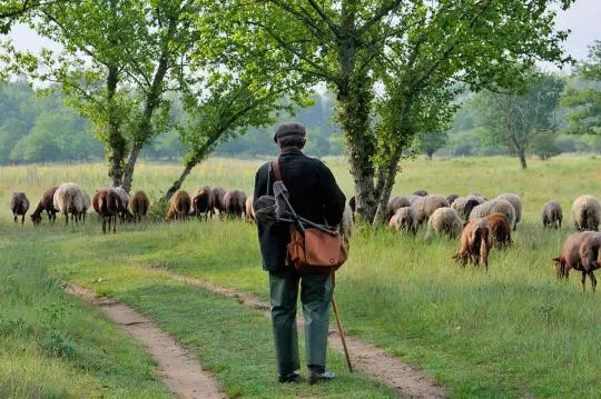 Photo d'un berger faisant pâturer son troupeau sur la commune de Guilly (Loiret) dans le cadre de Pasto’Loire