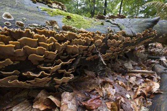 Photo d'un bois mort colonisé par des champignons lignivore dans la RNCFS de la Petite Pierre. Ils sont parmi les premiers à s'attaquer au bois mort. Ce sont des organismes xylophages : ils ont la faculté d'assimiler et de digérer la cellulose et la lignine dont est composé le bois.