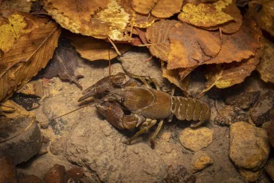 Photo d'une Écrevisse à pieds blancs (Austropotamobius pallipes) observée lors d'un inventaire nocturne sur un petit ruisseau