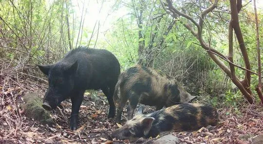 Photo de trois porcs féraux prise par un piège photographique en Martinique
