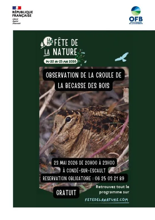 photo bécasse des bois dans son nid