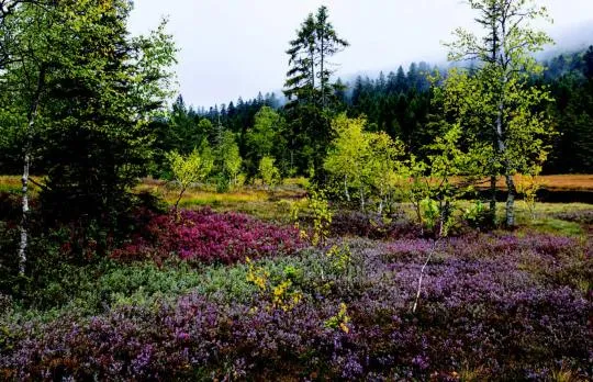 Photo de la tourbière de Lispach dans les hautes Vosges. Les tourbières constituent de formidables puits de carbone lorsqu’elles sont en bon état de conservation.