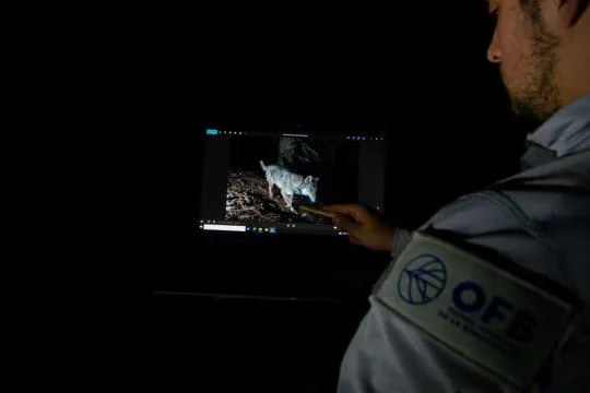 Agent de l'OFB vérifiant différents critères permettant l'identification d'un loup suite à une image réalisée au piège photo.
