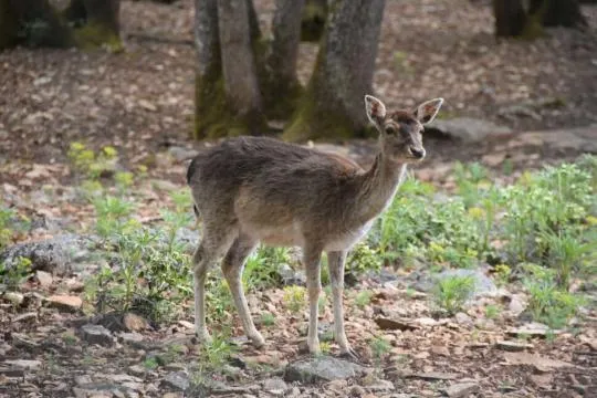 Photo d'un daim dans une forêt