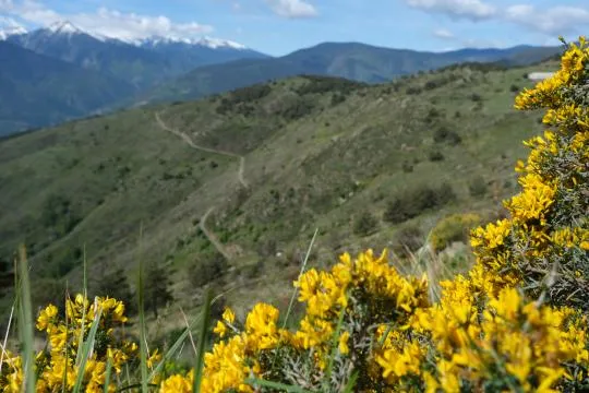 Landes de la Réserve naturelle nationale de Jujols