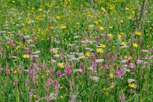 Prairie naturelle en fleurs